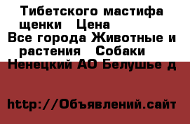  Тибетского мастифа щенки › Цена ­ 10 000 - Все города Животные и растения » Собаки   . Ненецкий АО,Белушье д.